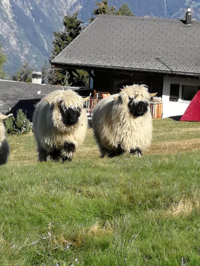 Restaurant Fleschboden Pansiyon Rosswald Dış mekan fotoğraf